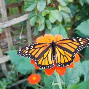 Meet your Posher, Bridget